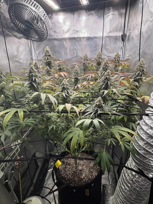 Grape balls. Week 9