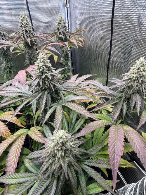 Grape balls. Week 9