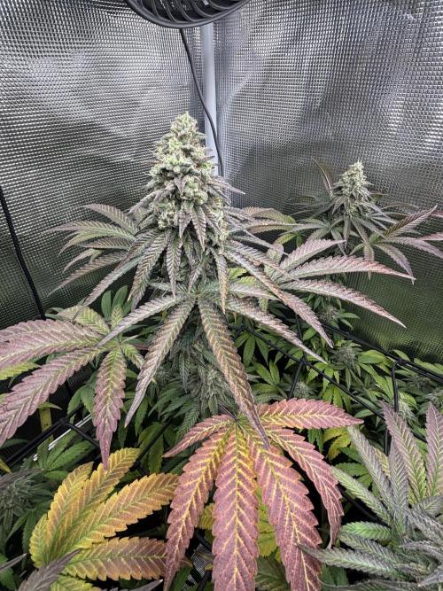 Grape balls. Week 9