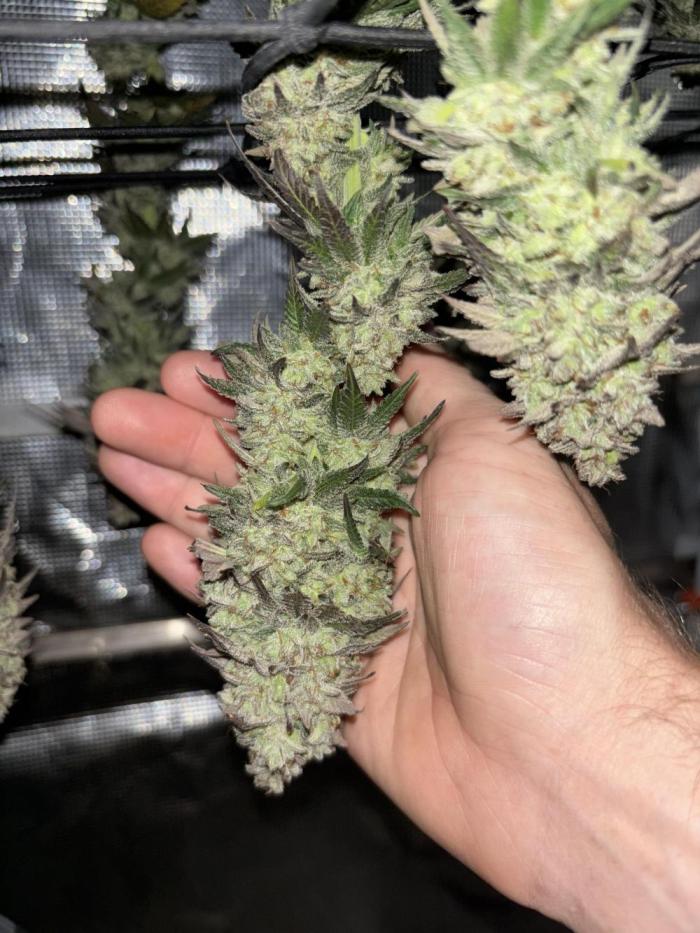 Grape balls. Week 9
