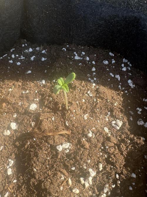 First grow - RQS. Week 1