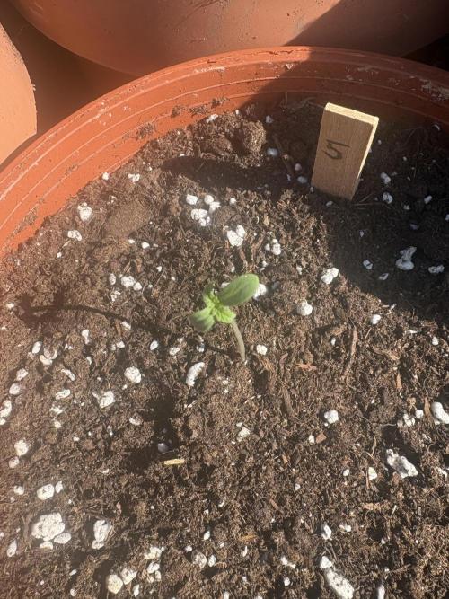 First grow - RQS. Week 1