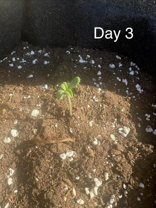 First grow - RQS. Week 1