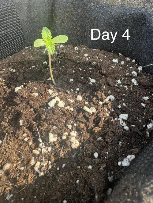 First grow - RQS. Week 1