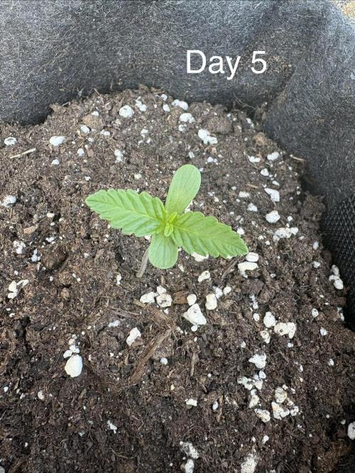 First grow - RQS. Week 1