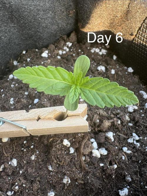 First grow - RQS. Week 1