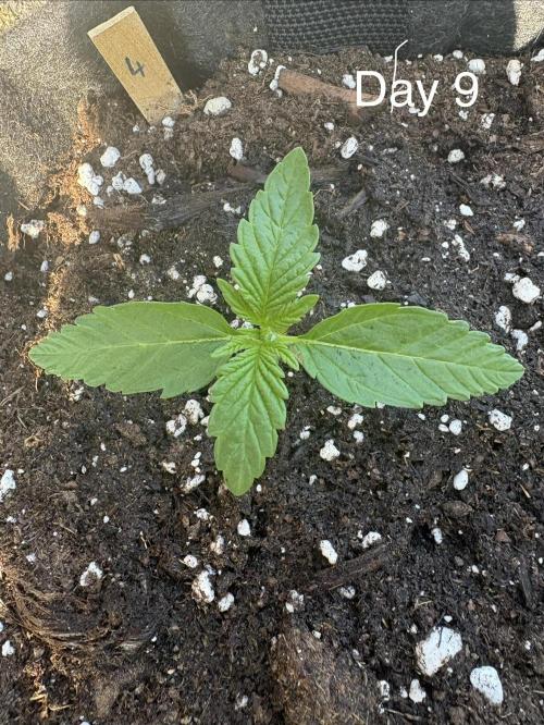 First grow - RQS. Week 2