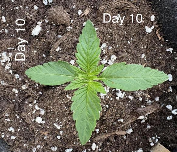 First grow - RQS. Week 2