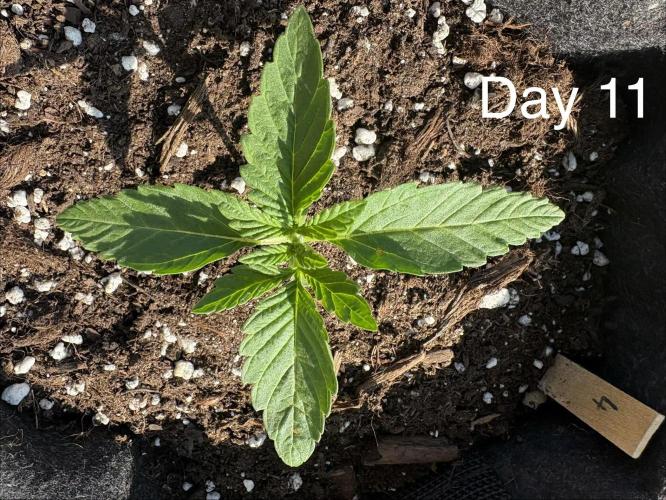 First grow - RQS. Week 2