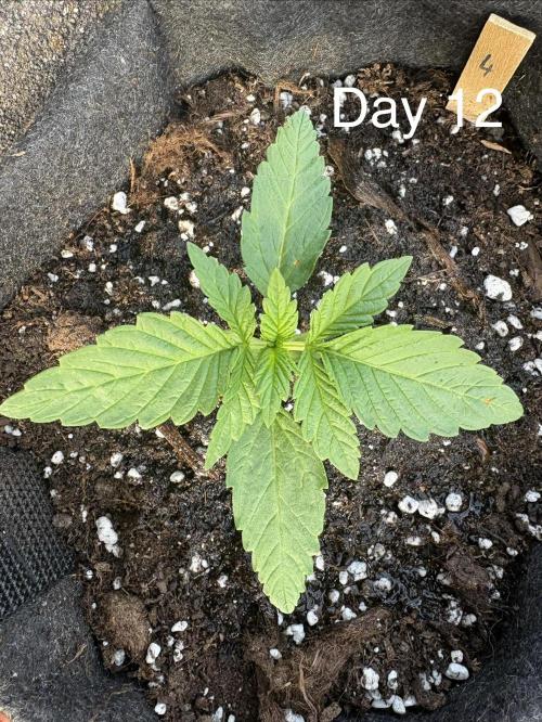 First grow - RQS. Week 2