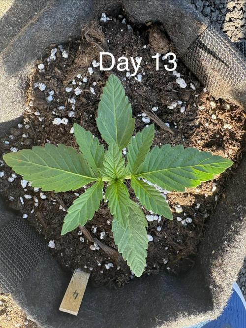 First grow - RQS. Week 2