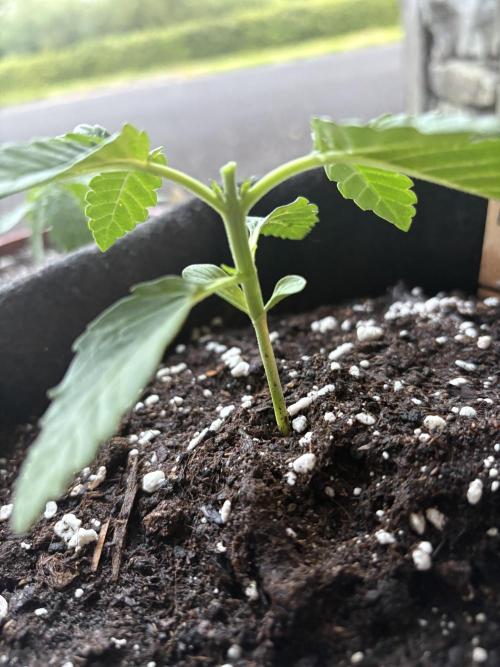 First grow - RQS. Week 2