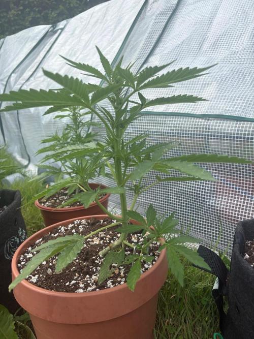 First grow - RQS. Week 5