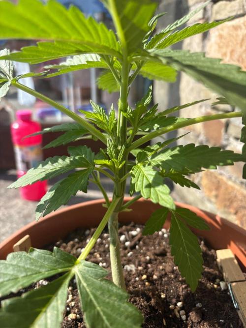 First grow - RQS. Week 5
