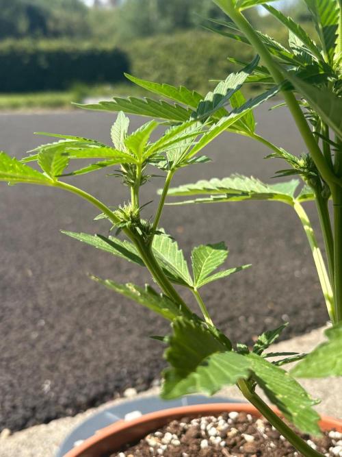 First grow - RQS. Week 6