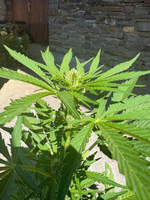 First grow - RQS. Week 6