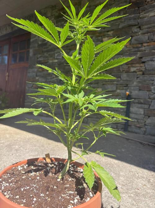 First grow - RQS. Week 6
