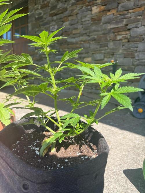First grow - RQS. Week 6