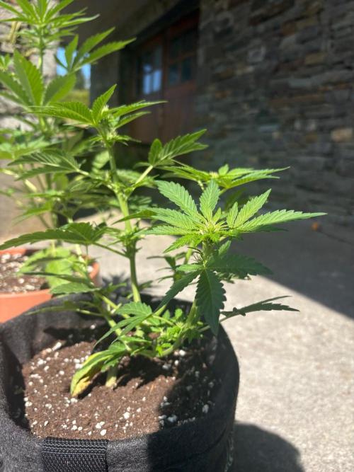 First grow - RQS. Week 6