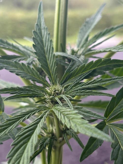 First grow - RQS. Week 6