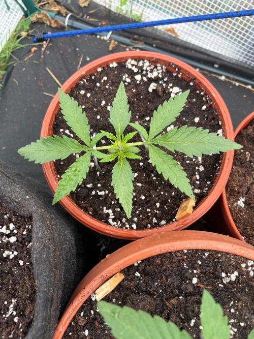 First grow - RQS. Week 3