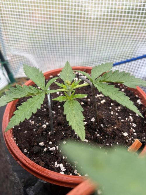 First grow - RQS. Week 3
