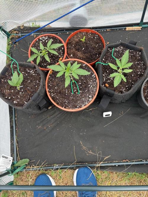 First grow - RQS. Week 3