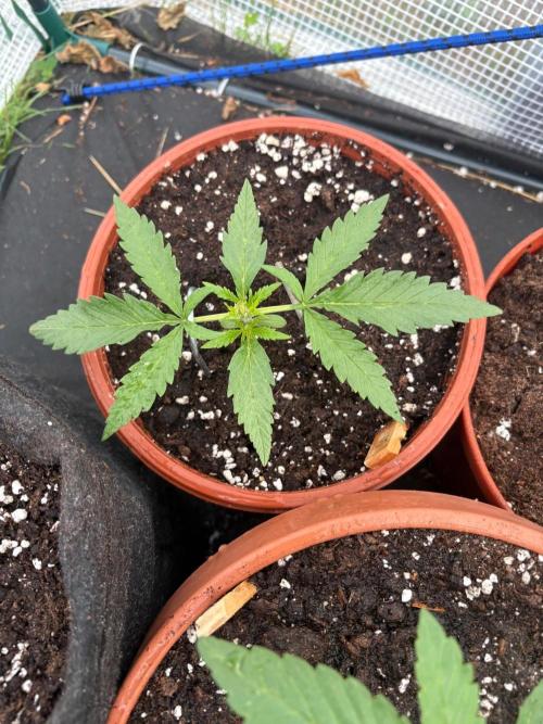 First grow - RQS. Week 3