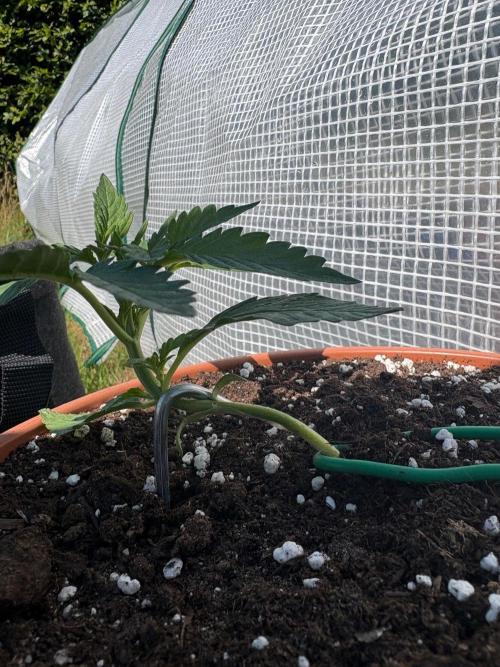 First grow - RQS. Week 3