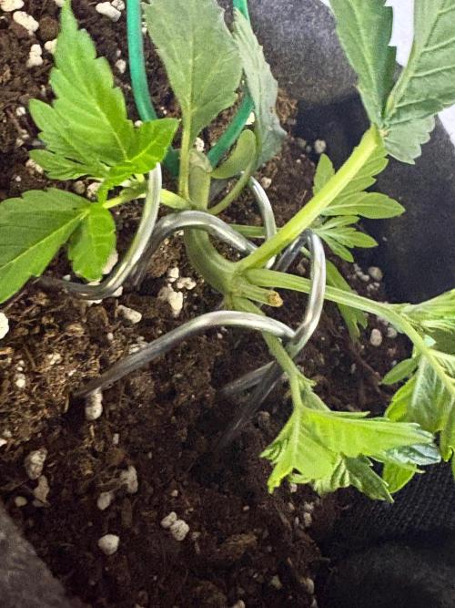 First grow - RQS. Week 4