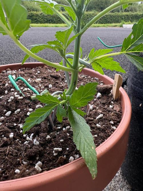 First grow - RQS. Week 4