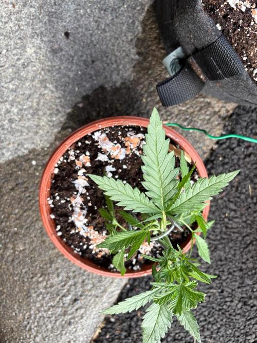 First grow - RQS. Week 4