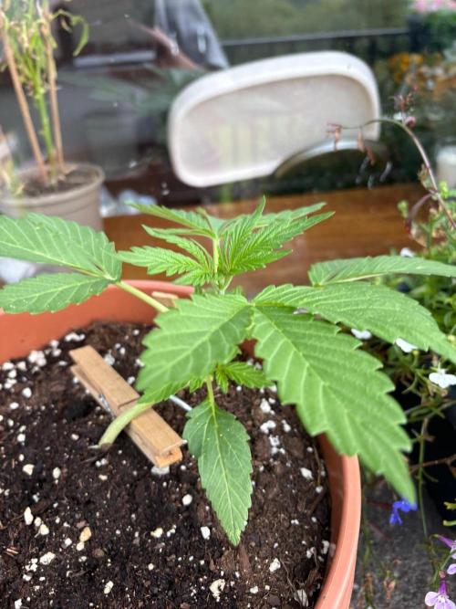 First grow - RQS. Week 4