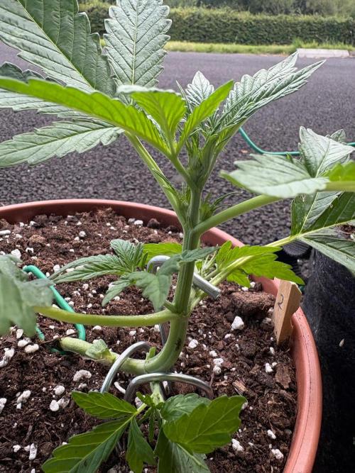 First grow - RQS. Week 4