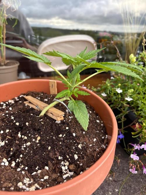 First grow - RQS. Week 4