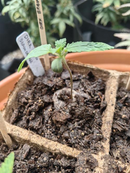17 June 26. Week 2