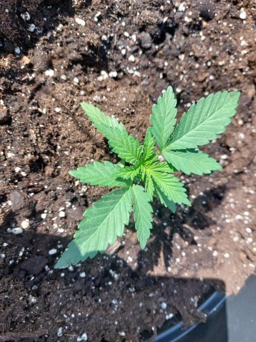 Batmix. Week 3
