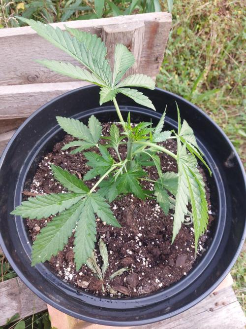 Batmix. Week 5
