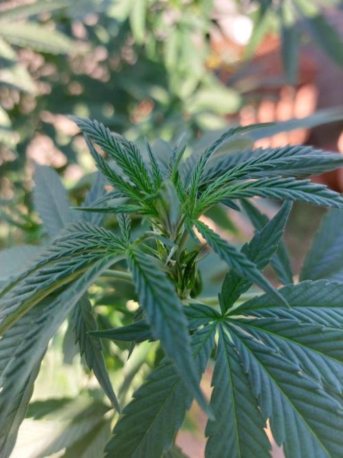 1. pěstování. Week 14