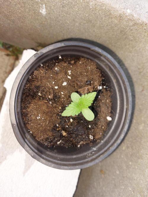 Gorilla Z Auto. Week 1