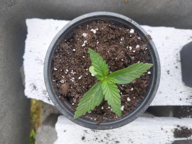 Gorilla Z Auto. Week 2