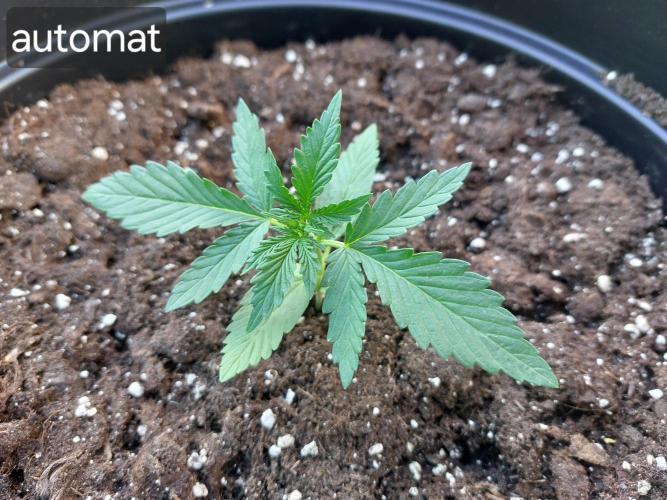 Gorilla Z Auto. Week 3