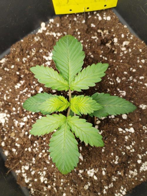 Lemon cherry cookies. Week 2