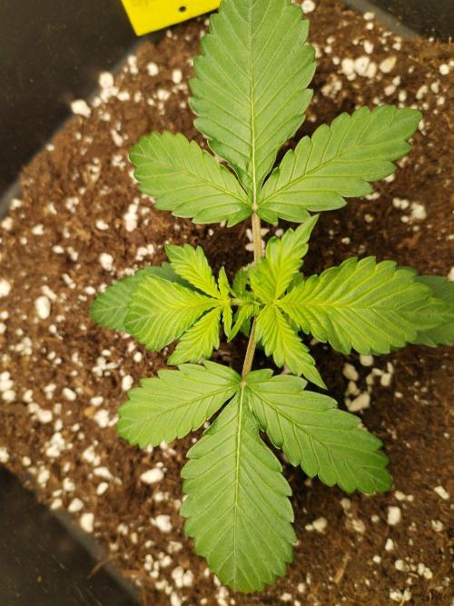 Lemon cherry cookies. Week 2