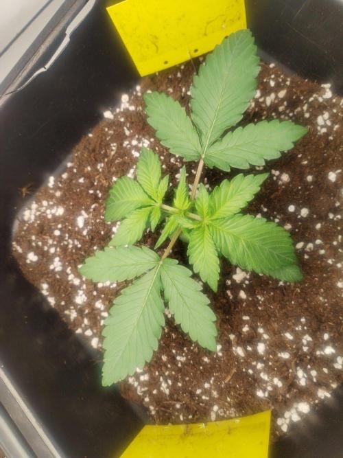 Lemon cherry cookies. Week 2