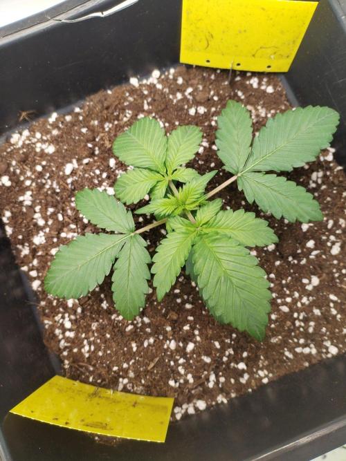 Lemon cherry cookies. Week 2