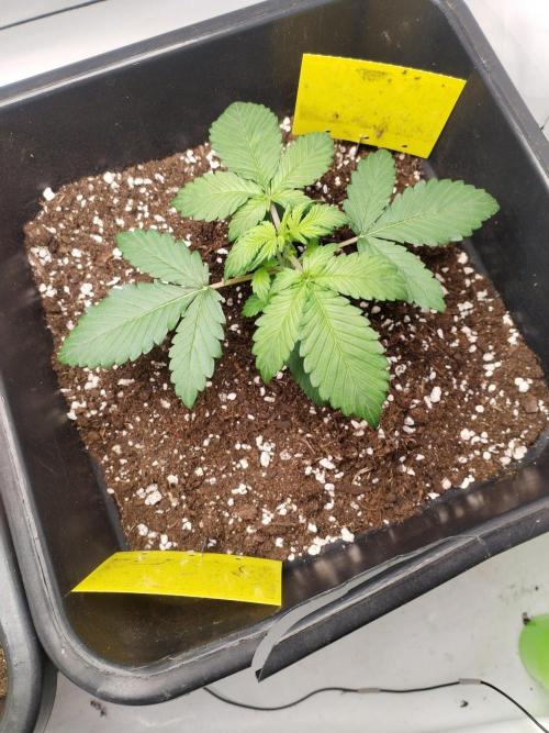 Lemon cherry cookies. Week 2