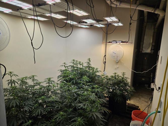 Miracle Grow Soil Indoor. Week 2
