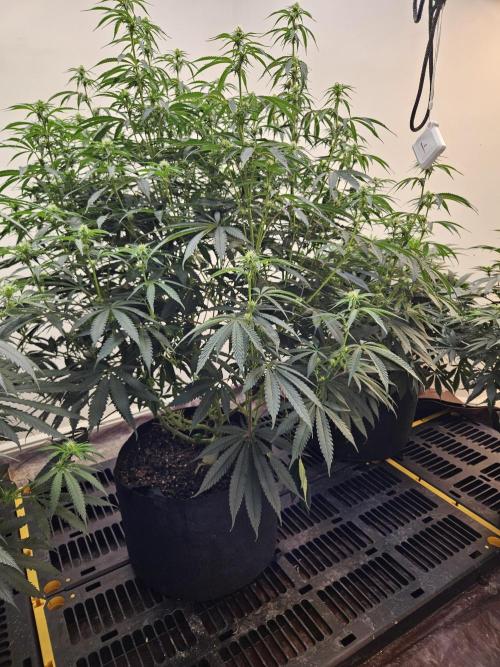 Miracle Grow Soil Indoor. Week 2