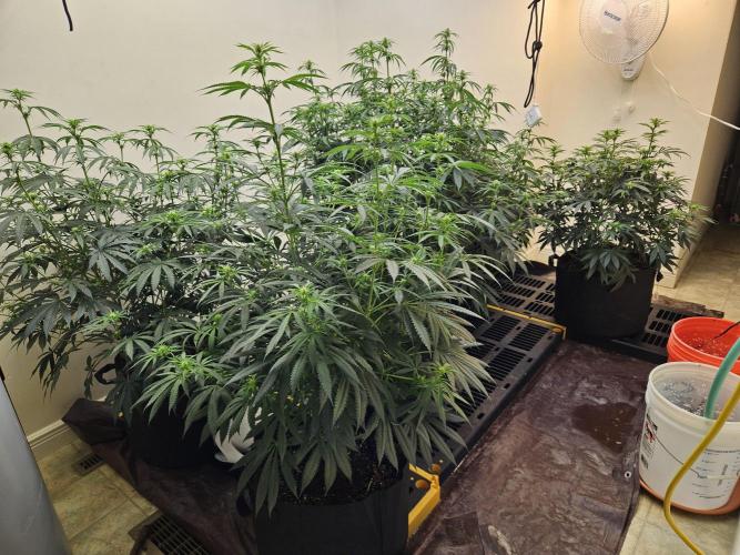 Miracle Grow Soil Indoor. Week 2